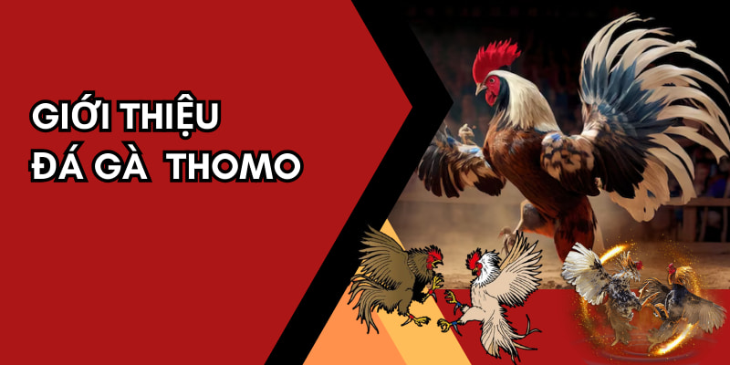 Đá gà Thomo chính là loại hình cá cược ăn khách trên Bong88