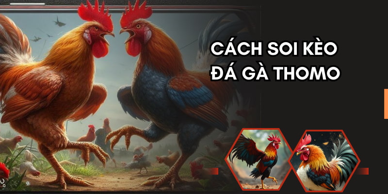 Các bước vào ván cược Thomo đơn giản trên nhà cái trực tuyến