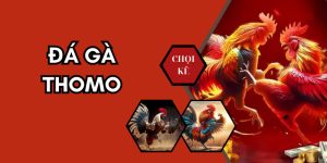 Đá Gà Thomo - Siêu Phẩm Soi Kèo Chiến Kê Hàng Đầu 2025