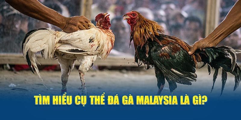 Đá gà Malaysia là hình thức cá cược thu hút nhiều người tham gia tại Bong88