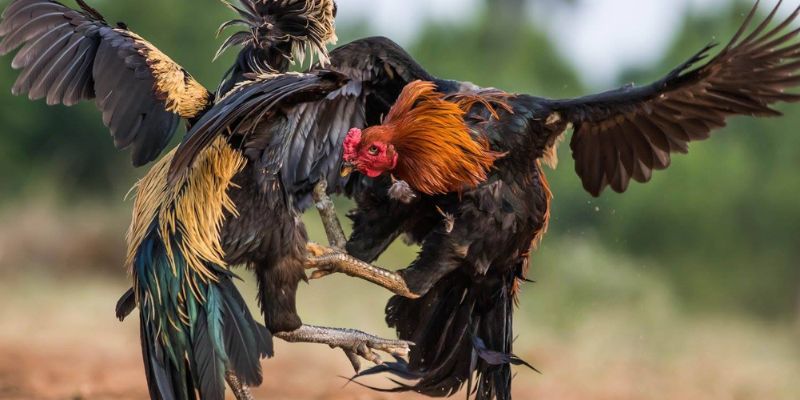 Để ý những đặc điểm nhỏ nhất của gà để chọn