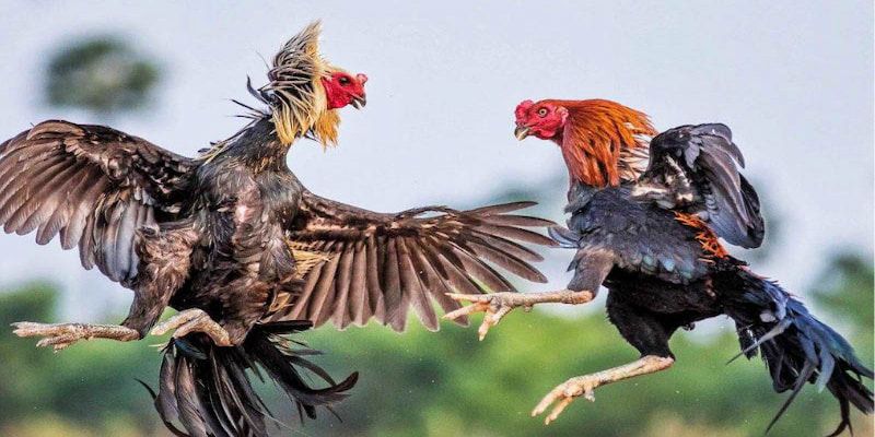 Đá gà cựa dao là trận đấu không thể rời mắt